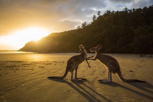 Kangaroos Playing