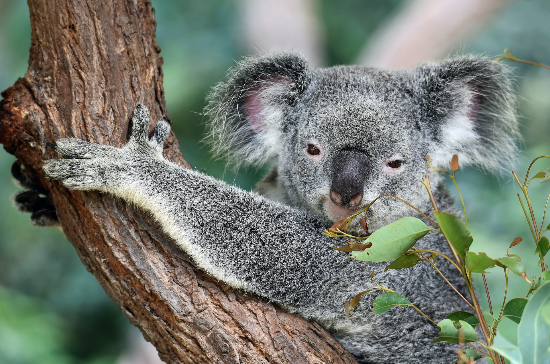 Koala hanging from a tree